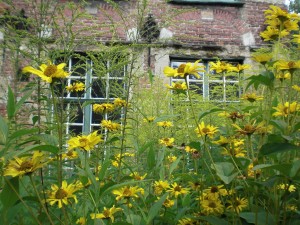 Overgrown garden clearance image